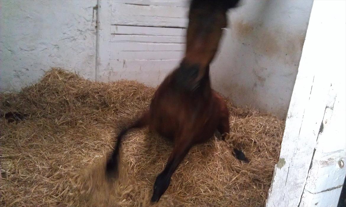 Anden særlig race Felix - Først rulle, så rejse 8D billede 5