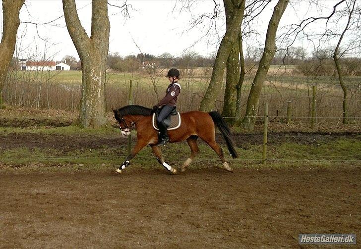 Anden særlig race Millenium Star    -Dressur stjerne<3 - Øgning!!:) Februar 2012 billede 6