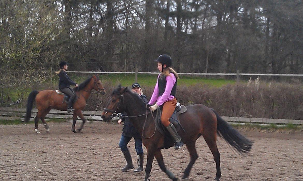 Anden særlig race Felix - Volte 8D billede 8