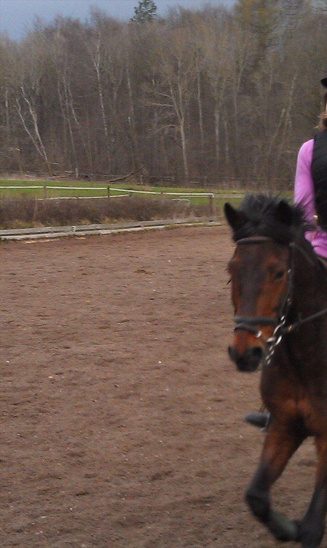 Anden særlig race Felix - Happyness! billede 11