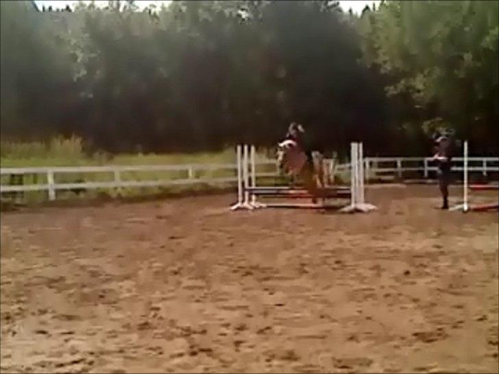 Haflinger Sally *Min Soulmate* R.I.P :'( - Sorry kvaliteten men det er taget ud af et video klip (; Sommer 2011 Spring ved berider! :D Trippelbar! xD billede 12