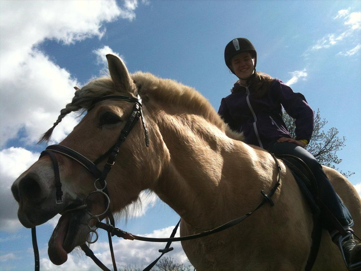 Fjordhest Lukas  - Ræk tunge til verden, og verden smiler til dig :P<3 billede 9