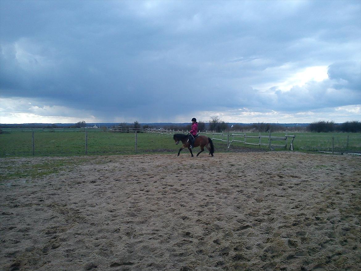 Anden særlig race Maybee. - Maybee genoptræning, 13-04-2012. billede 15