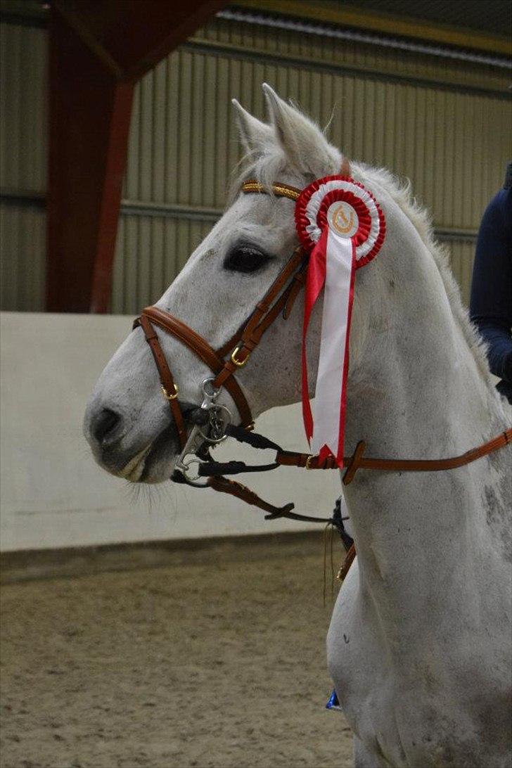 Tysk Sportspony AMERICAN JACKPOT (AMIGO) billede 1