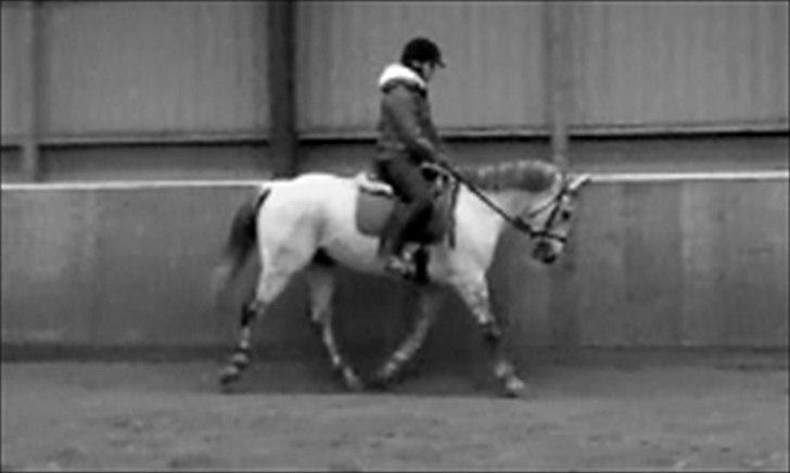 Tysk Sportspony AMERICAN JACKPOT (AMIGO) - Pony i dressur<3 billede 17