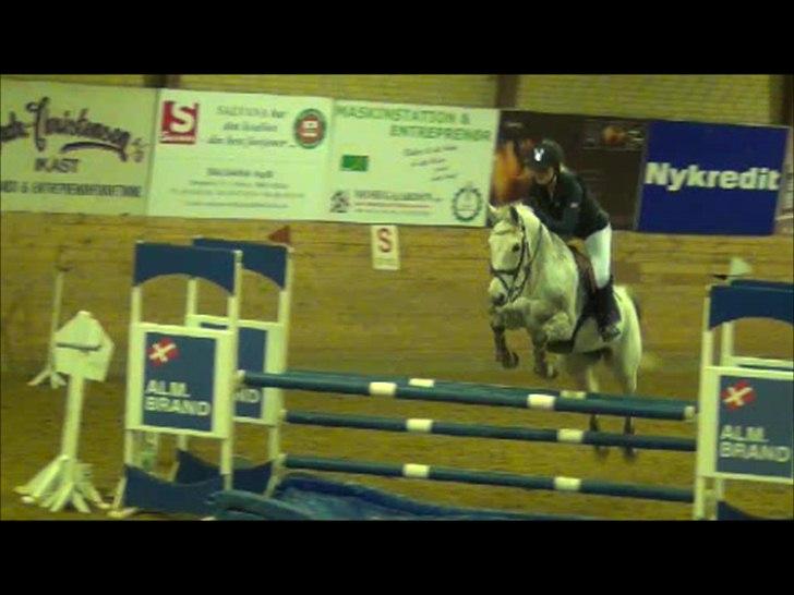 Tysk Sportspony AMERICAN JACKPOT (AMIGO) - Pony i Ikast <3 billede 18