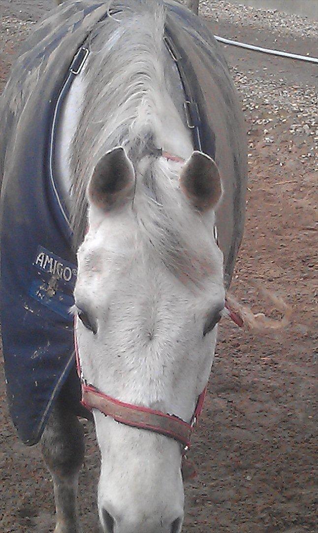 Tysk Sportspony AMERICAN JACKPOT (AMIGO) - Elsker når pony kommer når man kalder<3 billede 19