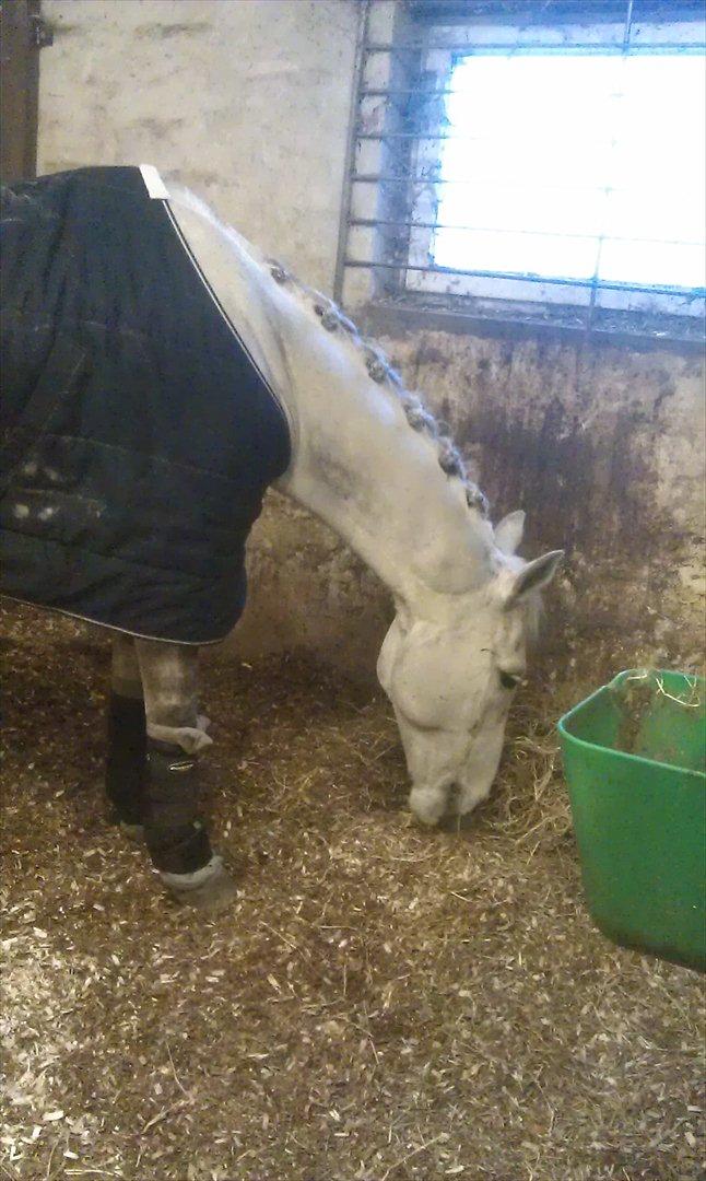 Tysk Sportspony AMERICAN JACKPOT (AMIGO) - Pony klar til Sverige <3 billede 20