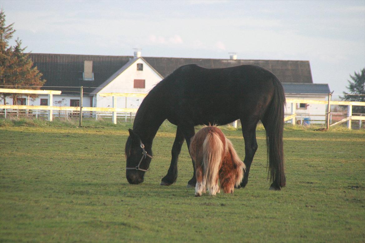 Anden særlig race Cindy billede 9