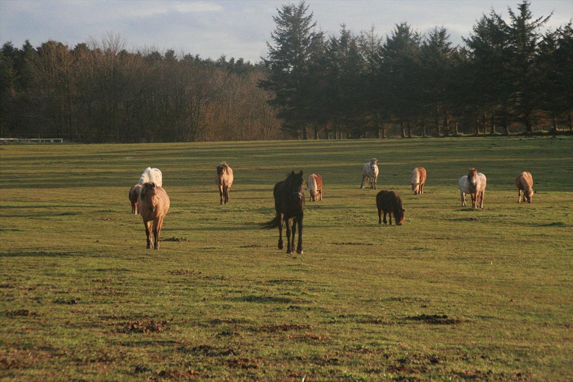 Anden særlig race Cindy billede 16