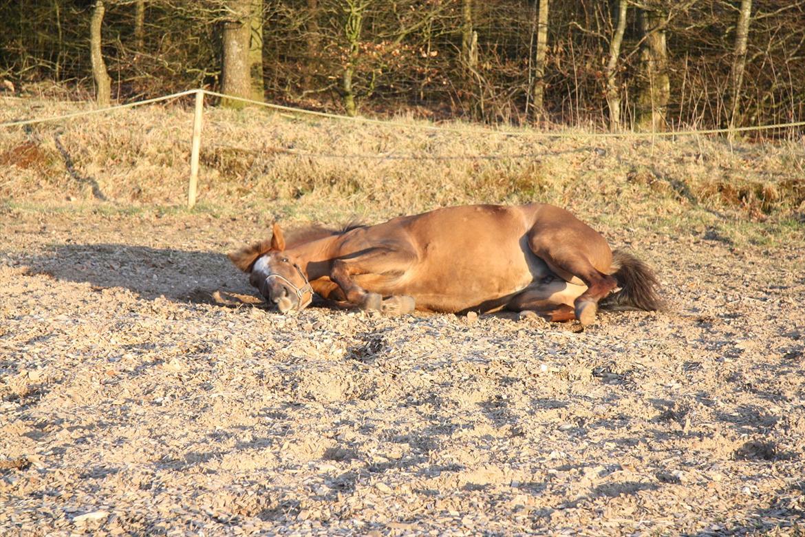 Anden særlig race Laura billede 2
