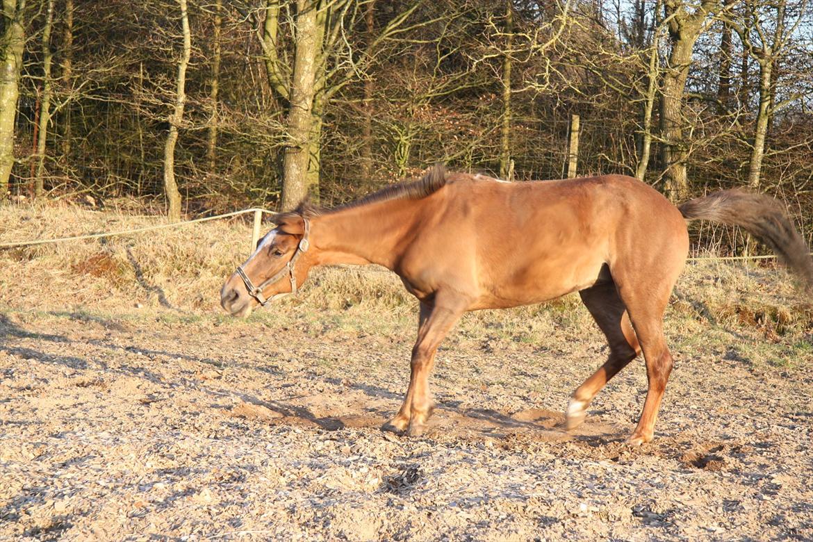 Anden særlig race Laura billede 3