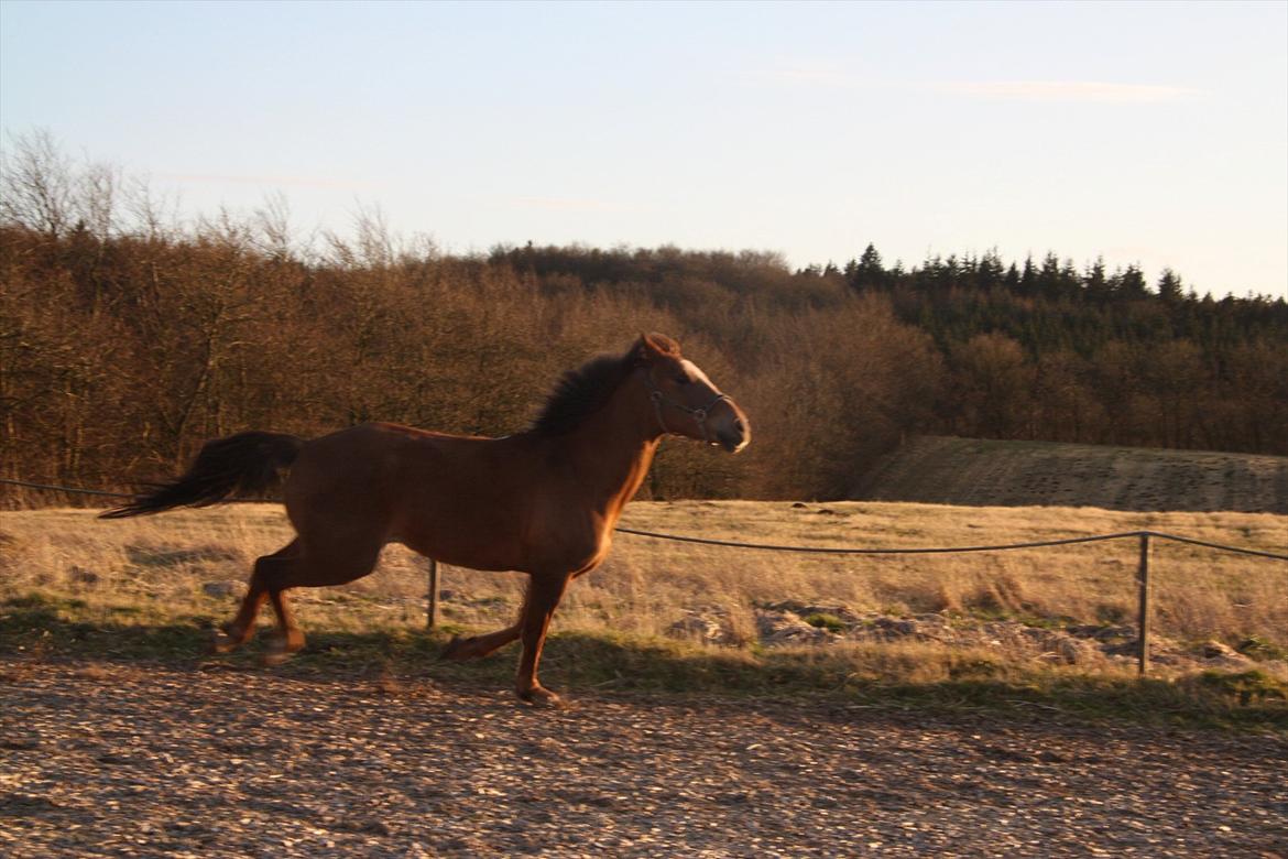 Anden særlig race Laura billede 4
