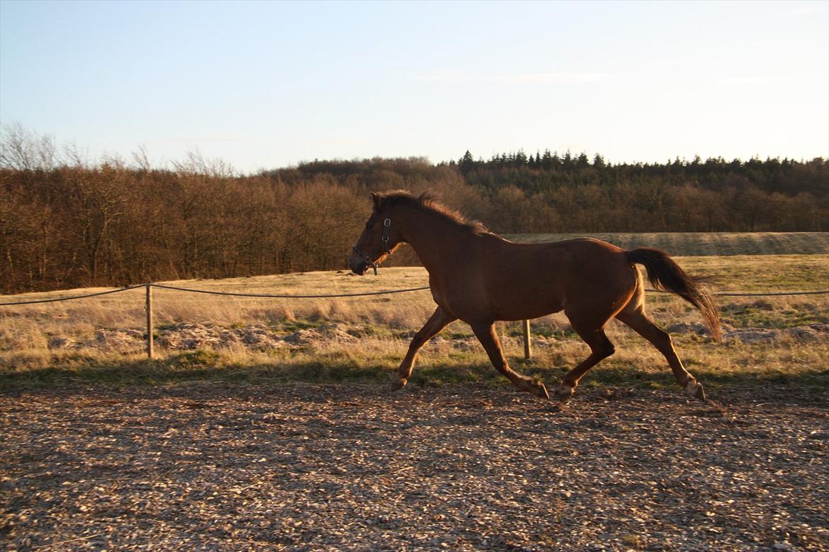 Anden særlig race Laura billede 5