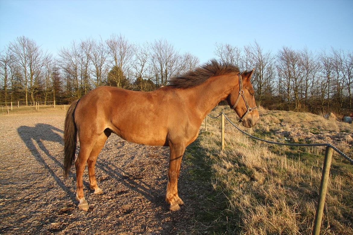 Anden særlig race Laura billede 6