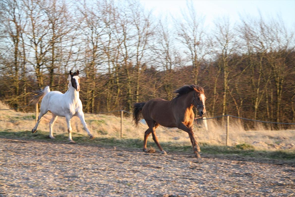 Anden særlig race Laura billede 7