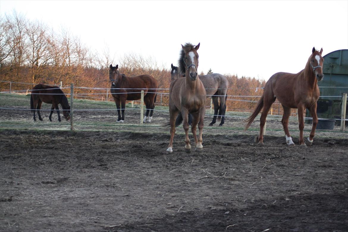 Anden særlig race Laura billede 11
