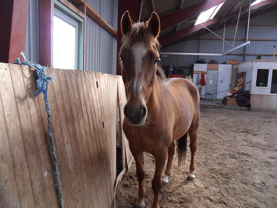 Anden særlig race Laura billede 13
