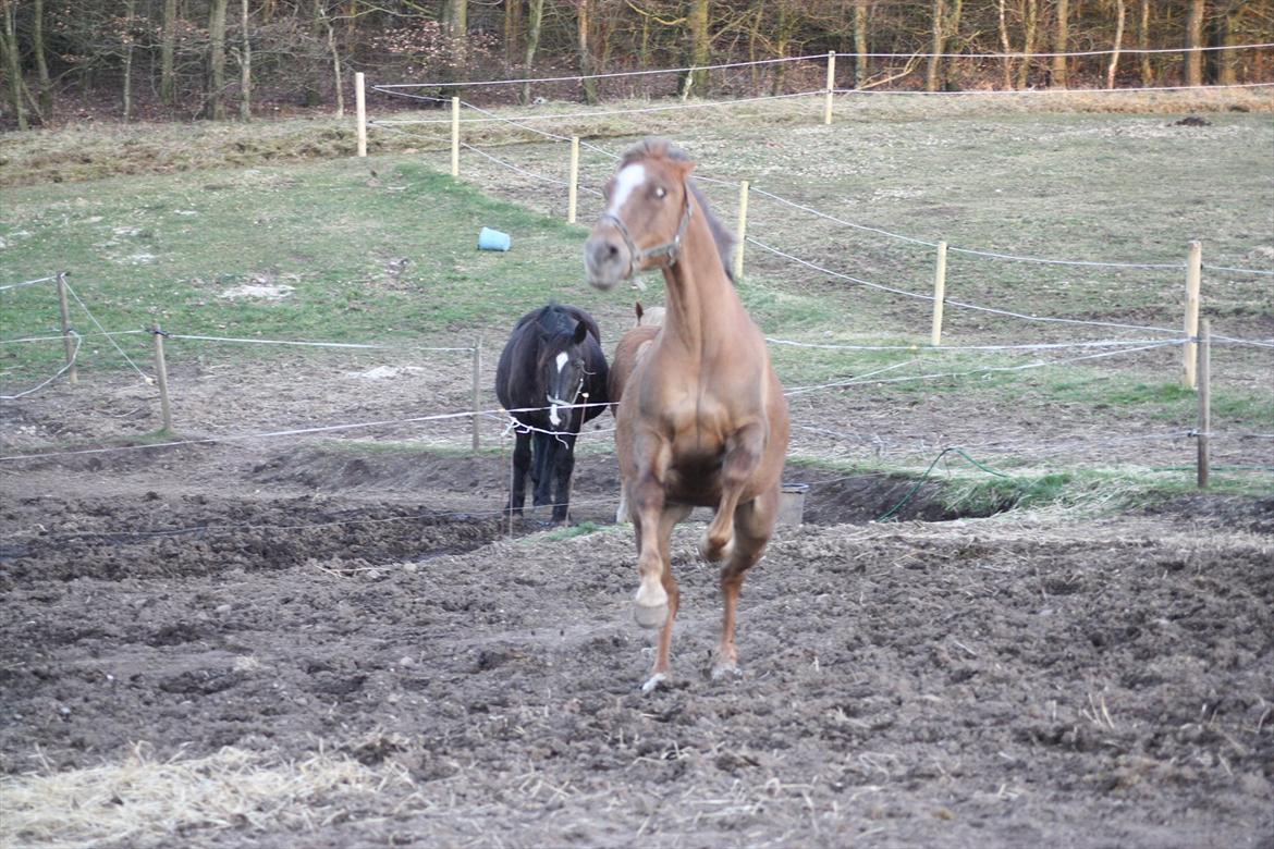 Anden særlig race Laura - Hehe, aggressiv? Nej da, hun er jo en engel ;) billede 16