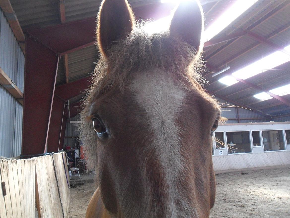 Anden særlig race Laura billede 17