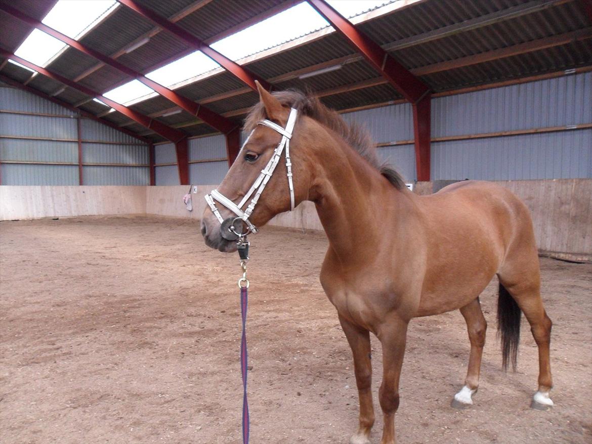 Anden særlig race Laura billede 18