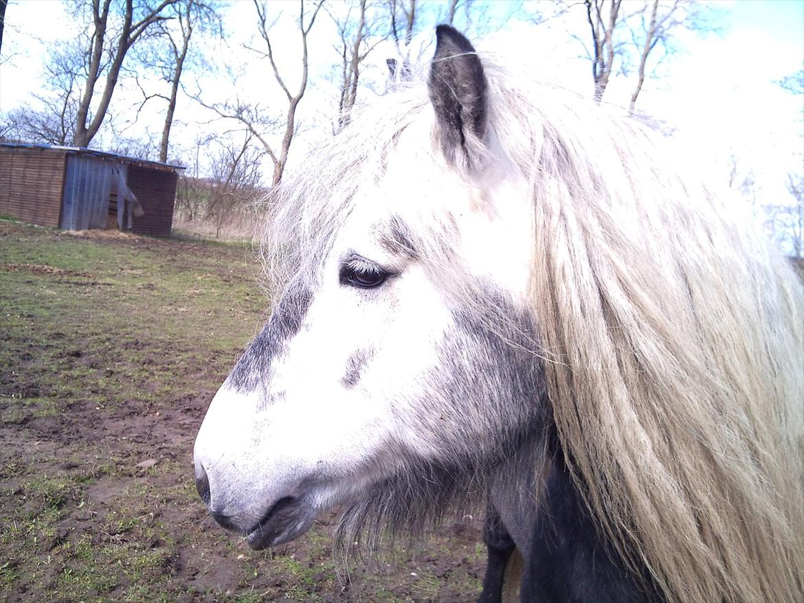 Highland Pony Trailtrow Ghillie Dhu billede 11