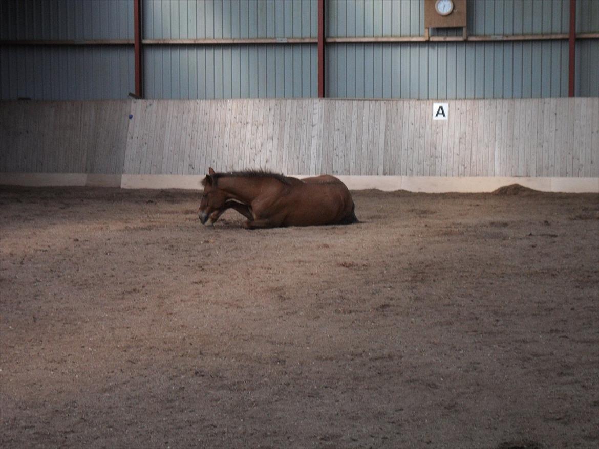 Anden særlig race Laura billede 19