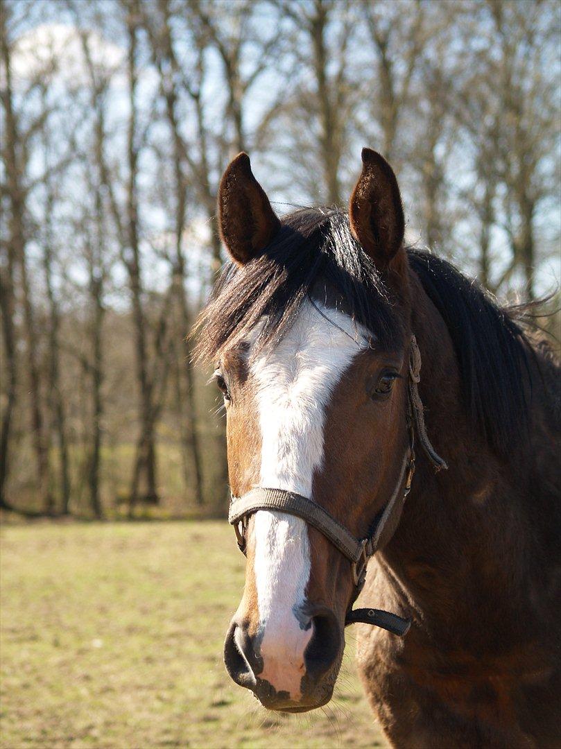 Dansk Varmblod Gade Drengen - d. 15 april 2012, hingstebassen på fold!<3 billede 18