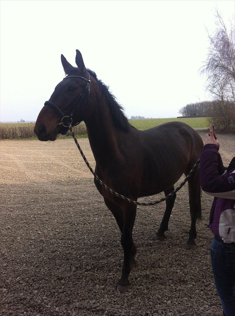 Anden særlig race La,cure <3 Guldklump billede 14