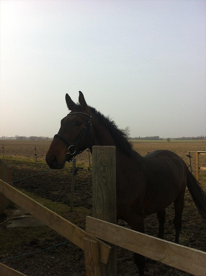 Anden særlig race La,cure <3 Guldklump billede 15