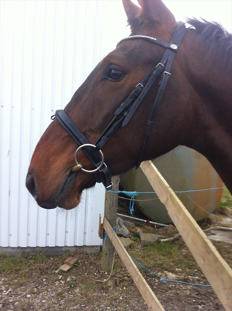 Anden særlig race La,cure <3 Guldklump billede 16