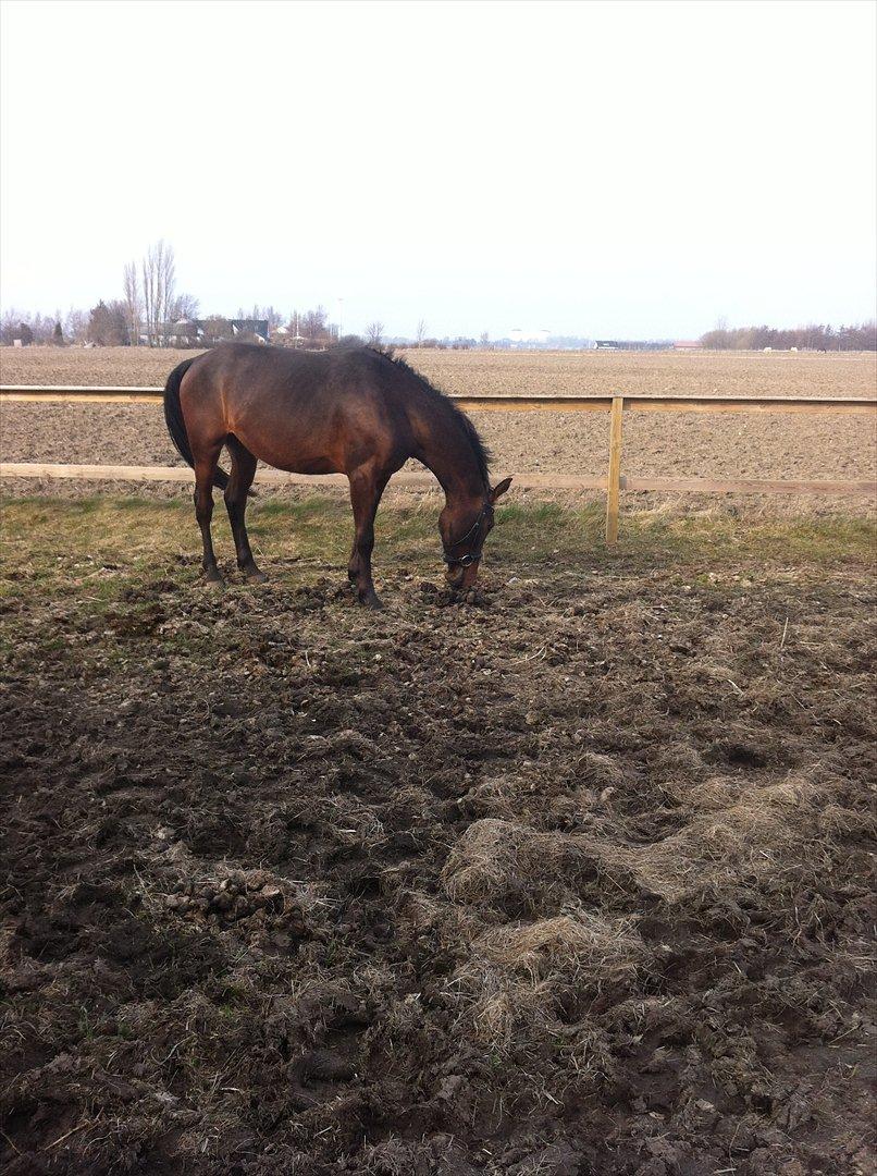 Anden særlig race La,cure <3 Guldklump billede 17