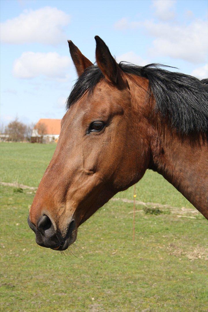 Anden særlig race Jolly <3 (himmelhest) - Velkommen til Jollys profil!  billede 1