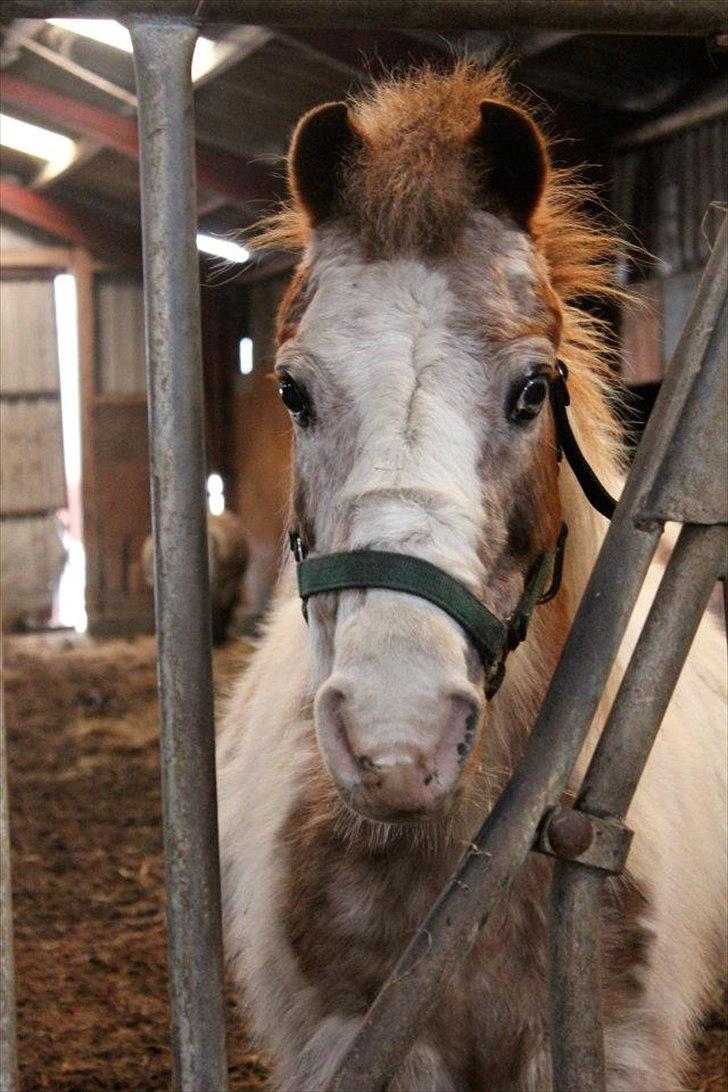 Anden særlig race Winnetou - Smukke!

*Vinterferie 2012 billede 16