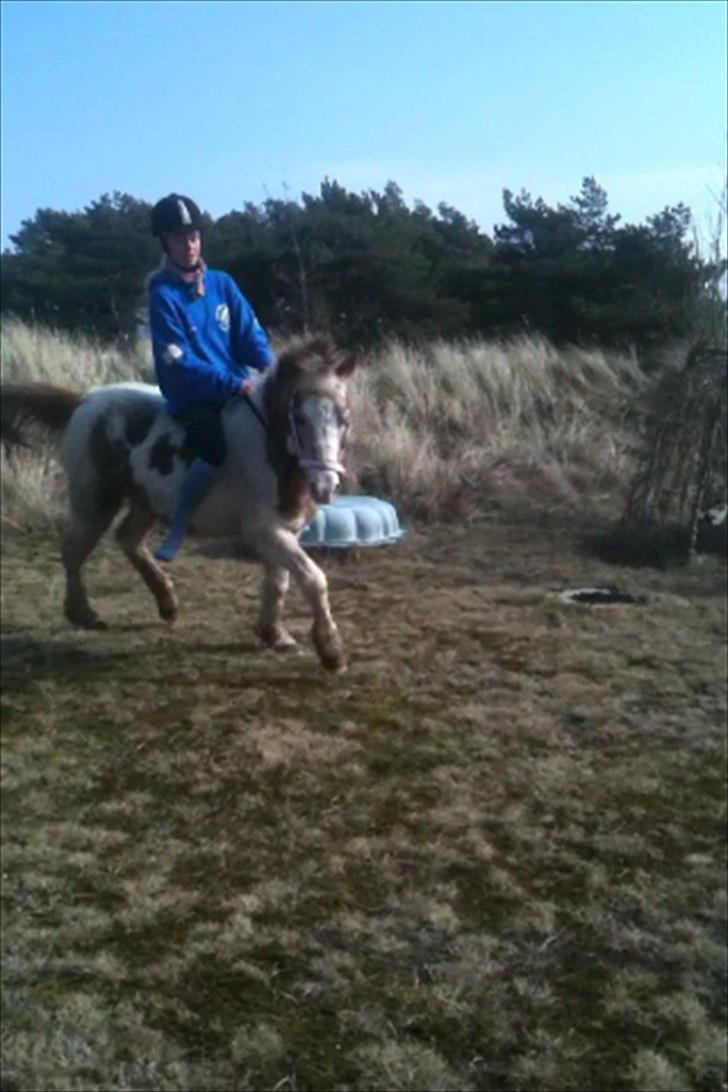 Anden særlig race Winnetou - Smukke pony i haven <3

*Weekendt i marts 2011 billede 17