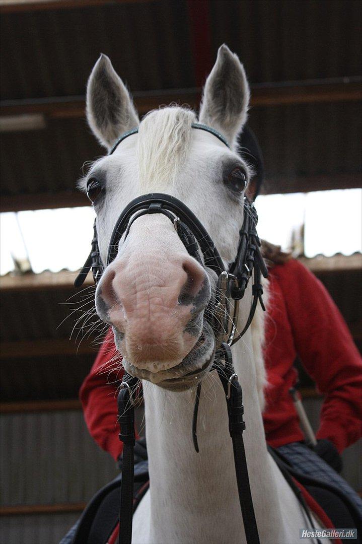 Anden særlig race shadow billede 15