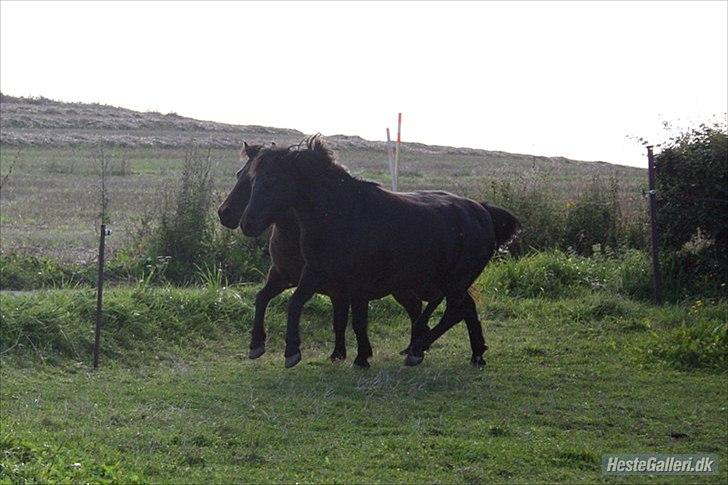 Anden særlig race Oliver - Mor og søn, med deres lille opvisning<3 
Foto: Ditte billede 13