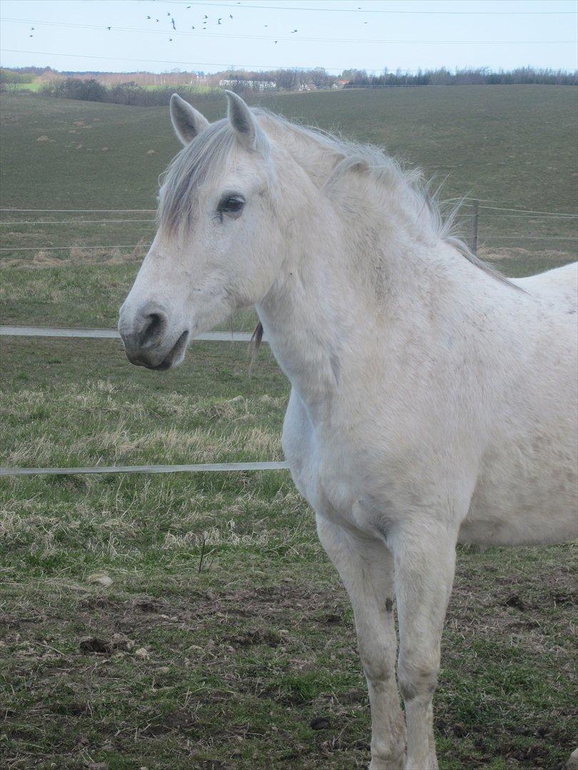 Lusitano Quanza  - Fotomodellen :) billede 7