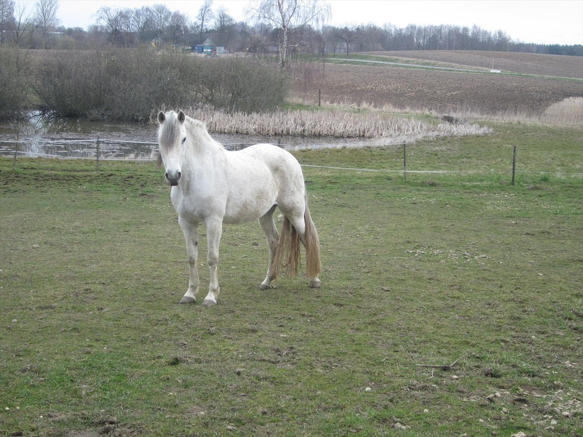 Lusitano Quanza  - Quanza overvejer om hun vil med ind fra folden billede 4