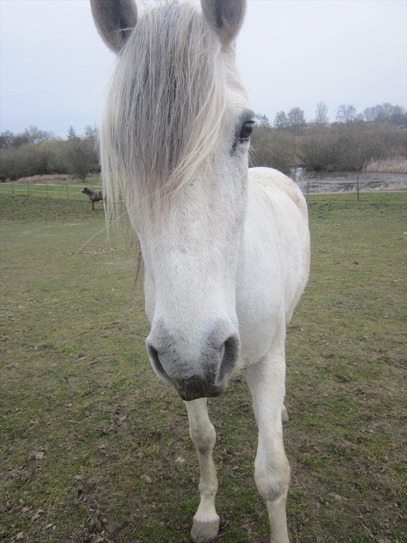 Lusitano Quanza  - Nysgerrige lille Hoppe :) billede 8