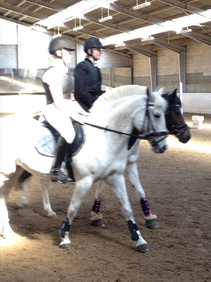 Anden særlig race Micky | Min ponymus <3 billede 6