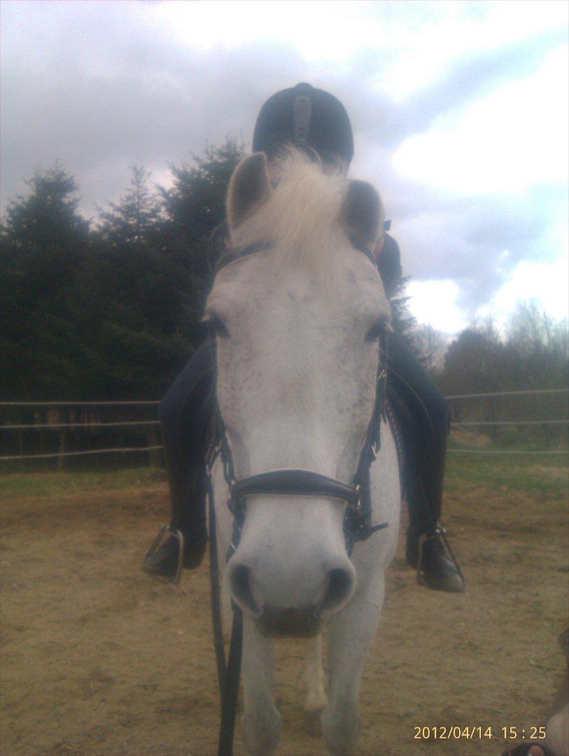 Anden særlig race Micky | Min ponymus <3 billede 17