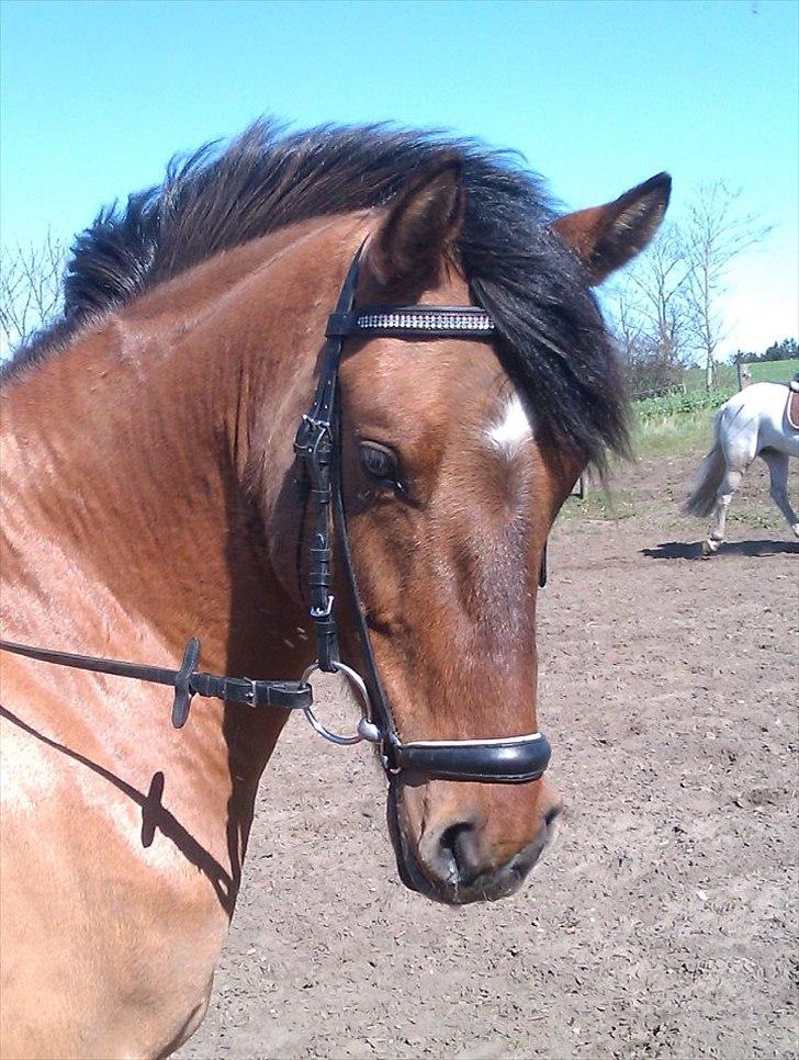 DSP Sanur Lux - Min smukke prins<3 billede 1