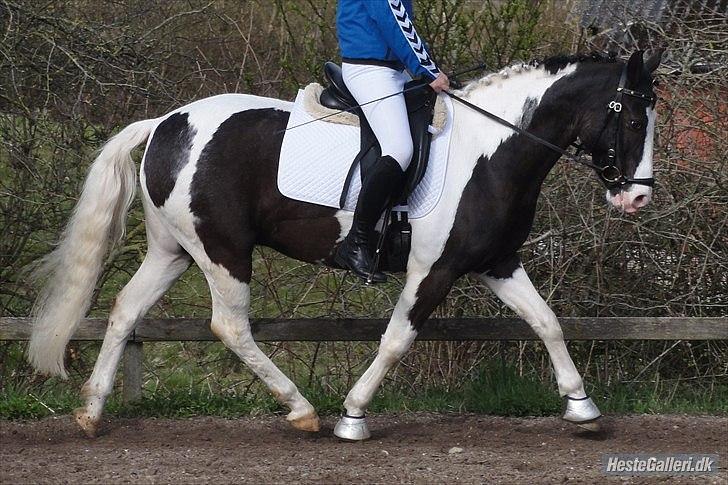 Anden særlig race "koen" Spirit - Du er den smukkeste<3
Opvarmning HMR!!
Fotograf - Lene  billede 1