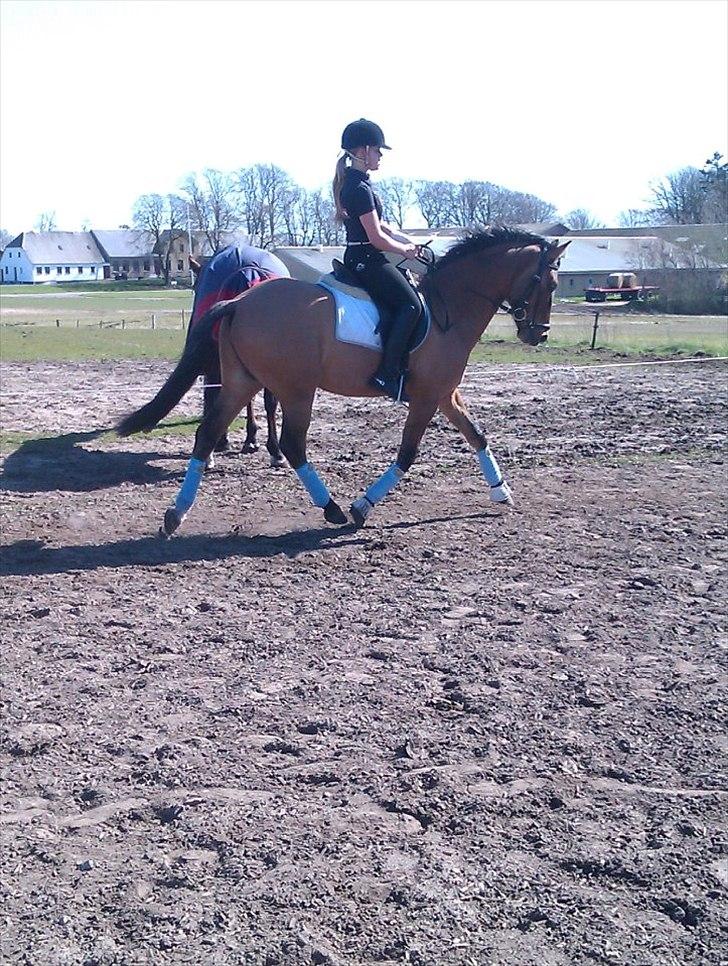 DSP Sanur Lux - Min pony i hopla:) billede 2