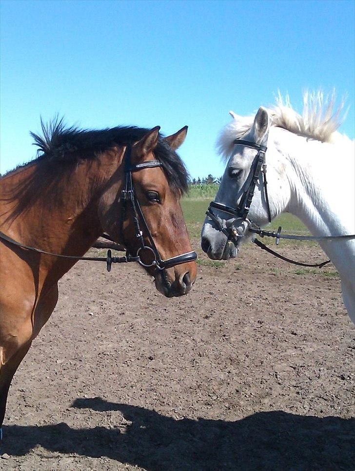 DSP Sanur Lux - Best friends forever<3 billede 6