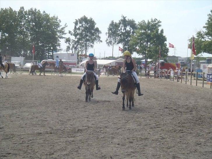 Gotlandsruss | Tarpans Kick - Roskilde Dyrskue 2011 - Kick er til højre. billede 14