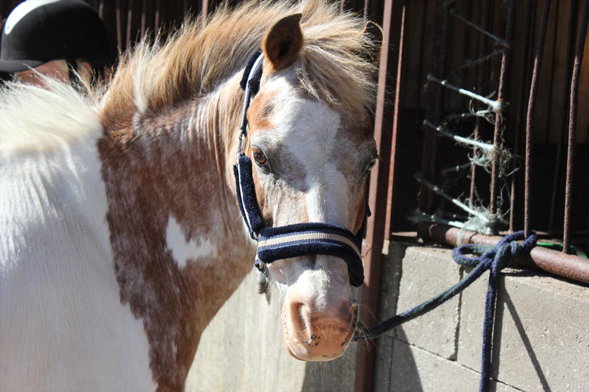 Anden særlig race Winnetou - Smukke pony :o)

*Kristi Himmelfartsferien 2011 billede 3