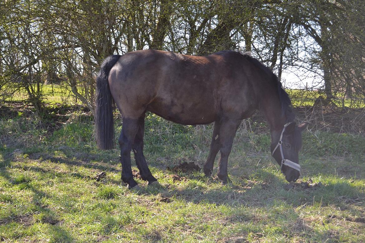 Oldenborg Gipsy billede 10