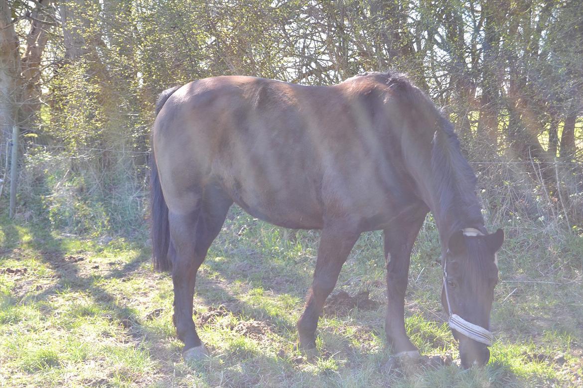 Oldenborg Gipsy - Du er squ min solstråle:-) billede 11